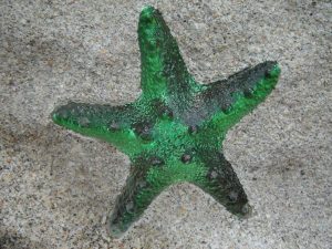 Sea Star Sea Weight, green